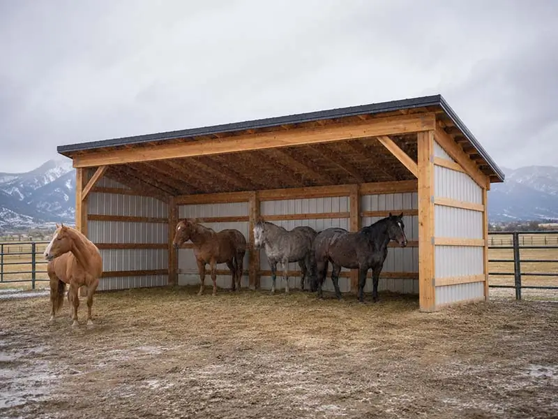 run in shelter and loafer area hh custom buildings